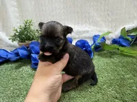 Scout, a male Havanese for sale in Springfield, MO – 7 of 7