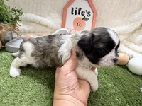 Lola, a female Shichon for sale in Springfield, MO – 5 of 8
