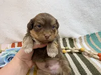 Chip, a male Havanese for sale in Springfield, MO – 5 of 8