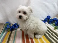 Ben, a male Maltese for sale in Springfield, MO – 7 of 8