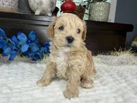 Jace, a male Havapoo for sale in Springfield, MO – 2 of 10