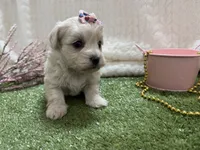 Monica, a female Havanese for sale in Springfield, MO – 4 of 8