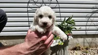 Casper, a male Bichon Frise for sale in Springfield, MO – 8 of 9