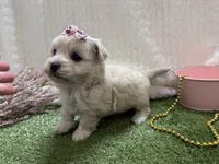 Monica, a female Havanese for sale in Springfield, MO – 5 of 8