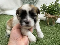 Trent, a male Mal Shi for sale in Springfield, MO – 4 of 10