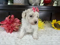 Eden, a female Aussiedoodle for sale in Springfield, MO – 6 of 8