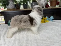Toy size Caleb blue eyes !!!, a male Aussiedoodle for sale in Springfield, MO – 9 of 9