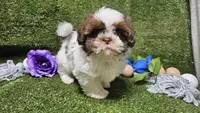 King, a male Shih Tzu for sale in Springfield, MO – Photo 9 of 10