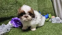 King, a male Shih Tzu for sale in Springfield, MO – Photo 4 of 10