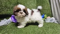 King, a male Shih Tzu for sale in Springfield, MO – Photo 10 of 10