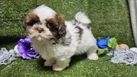 King, a male Shih Tzu for sale in Springfield, MO – Photo 1 of 10