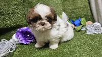 King, a male Shih Tzu for sale in Springfield, MO – Photo 7 of 10
