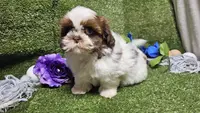 King, a male Shih Tzu for sale in Springfield, MO – Photo 6 of 10
