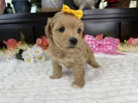 Cassy, a female Havapoo for sale in Springfield, MO – 3 of 10