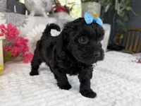 Isabella, a female Havapoo for sale in Springfield, MO – 3 of 10