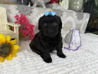 Isabella, a female Havapoo for sale in Springfield, MO – 2 of 10