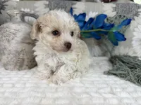 Keeton tiny toy size , a male Aussiedoodle for sale in Springfield, MO – 9 of 10