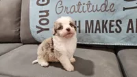 Toy size Caleb blue eyes !!!, a male Aussiedoodle for sale in Springfield, MO – 5 of 10