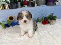 Toy size Clover blue eyes!!, a male Aussiedoodle for sale in Springfield, MO – 2 of 10