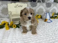 Isaiah , a male Havapoo for sale in Springfield, MO – 4 of 10