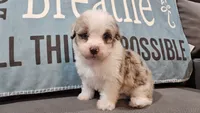Toy size Caleb blue eyes !!!, a male Aussiedoodle for sale in Springfield, MO – 4 of 10