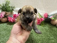 Molly, a female Havanese for sale in Springfield, MO – 5 of 8