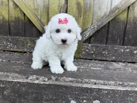 Penny, a female Bichon Frise for sale in Springfield, MO – 9 of 10