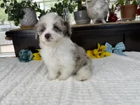 Toy size Caleb blue eyes !!!, a male Aussiedoodle for sale in Springfield, MO – 7 of 9