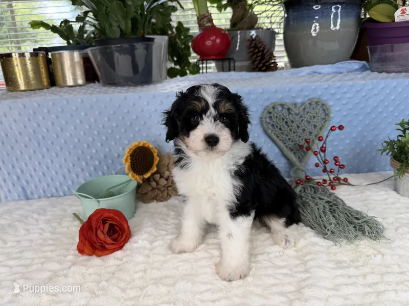 Toy size Carson – Aussiedoodle puppy for sale in Springfield, MO