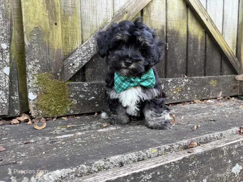 Dallas  – Havanese puppy for sale in Springfield, MO