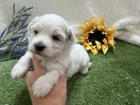 Rowen, a male Maltese for sale in Springfield, MO – 1 of 6