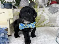 Isaac, a male Havapoo for sale in Springfield, MO – 2 of 10