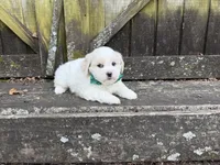 Teddy, a male Shichon for sale in Springfield, MO – 7 of 7