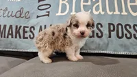 Toy size Caleb blue eyes !!!, a male Aussiedoodle for sale in Springfield, MO – 10 of 10