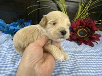 Pickles, a male Havapoo for sale in Springfield, MO – 3 of 10