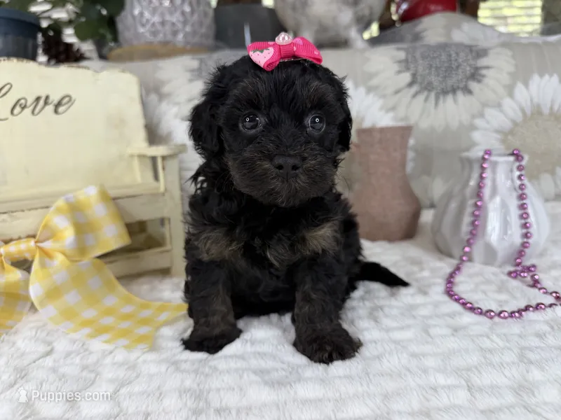 Indie – Havapoo puppy for sale in Springfield, MO