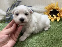 Rowen, a male Maltese for sale in Springfield, MO – 5 of 6