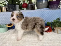 Toy size Clover blue eyes!!, a male Aussiedoodle for sale in Springfield, MO – 1 of 10