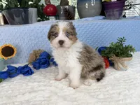 Toy size Clover blue eyes!!, a male Aussiedoodle for sale in Springfield, MO – 8 of 10