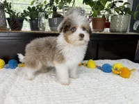 Toy size Clover blue eyes!!, a male Aussiedoodle for sale in Springfield, MO – 3 of 9