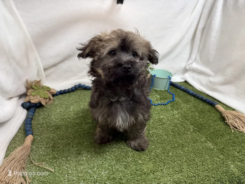 Scout – Havanese puppy for sale in Springfield, MO