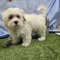 Rowen , a male Maltese for sale in Springfield, MO – Photo 8 of 8