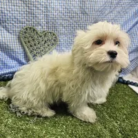 Rowen , a male Maltese for sale in Springfield, MO – Photo 3 of 8