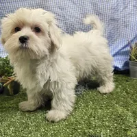 Rowen , a male Maltese for sale in Springfield, MO – Photo 2 of 8