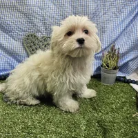 Rowen , a male Maltese for sale in Springfield, MO – Photo 6 of 8