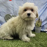 Rowen , a male Maltese for sale in Springfield, MO – Photo 1 of 8