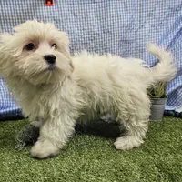 Rowen , a male Maltese for sale in Springfield, MO – Photo 7 of 8