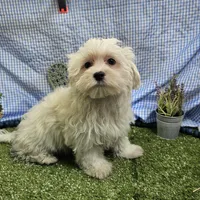 Rowen , a male Maltese for sale in Springfield, MO – Photo 4 of 8