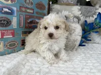 Keeton tiny toy size , a male Aussiedoodle for sale in Springfield, MO – 2 of 10