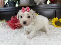 Eden, a female Aussiedoodle for sale in Springfield, MO – 7 of 8